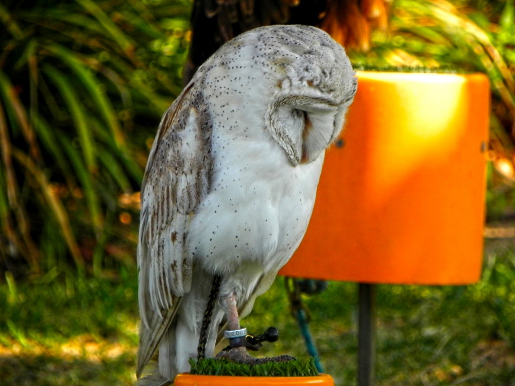 Sleepy Owl Valencia