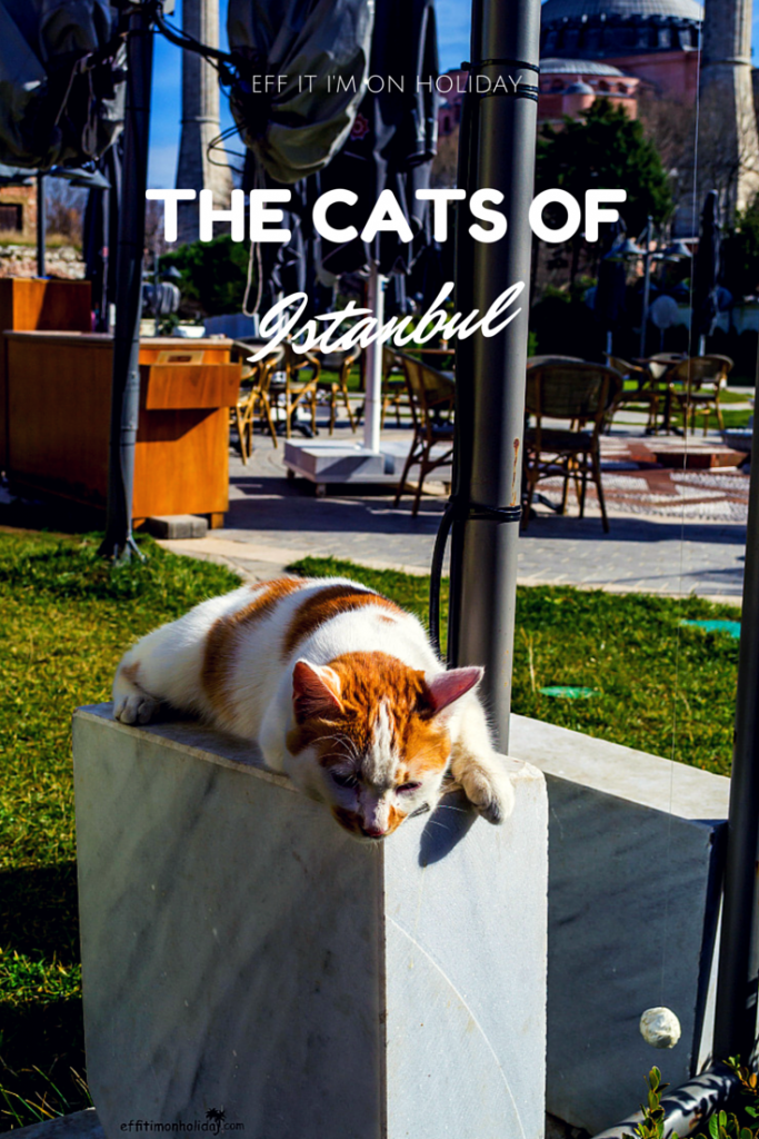 Istanbul has many qualities, such as its cute fury inhabitants. The cats are an important part of the city, there's even a saying that goes: "If you've killed a cat, you need to build a mosque to be forgiven by God."