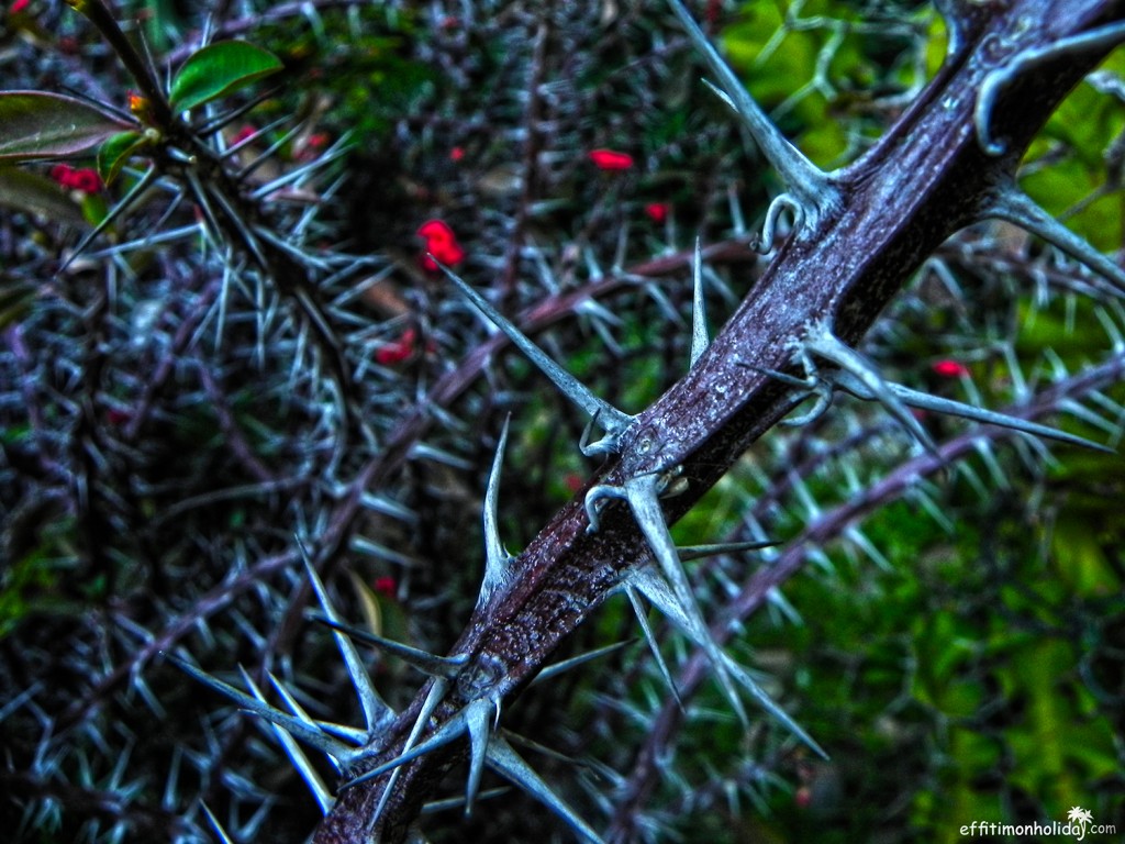 Photo of vines at the Botanical Garden in Lisbon, for the Explore the elements challenge