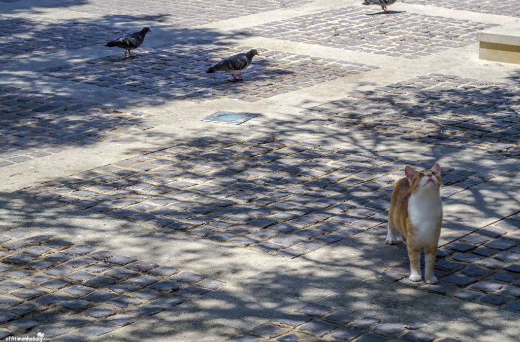 Malta Valletta cat