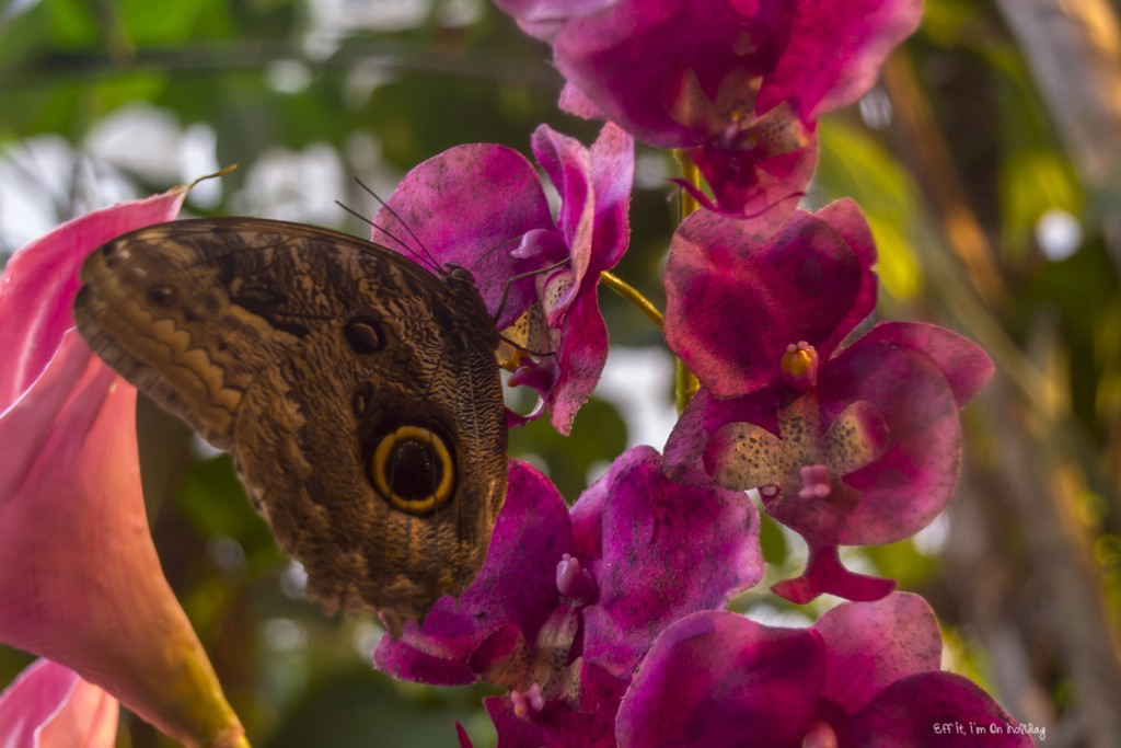 The Butterfly House in Vienna