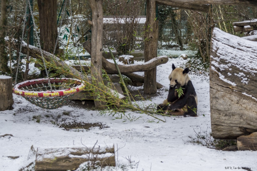 Panda at the Schonbrunn Zoo in Vienna