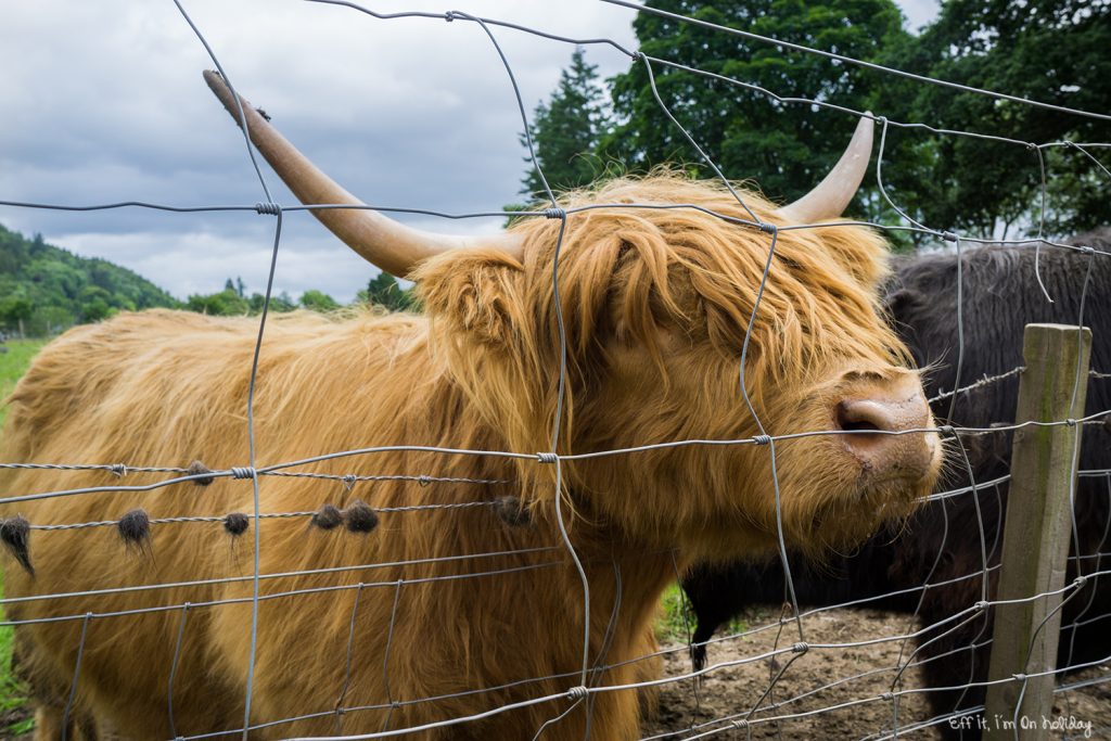 A tour of the Scottish Highlands