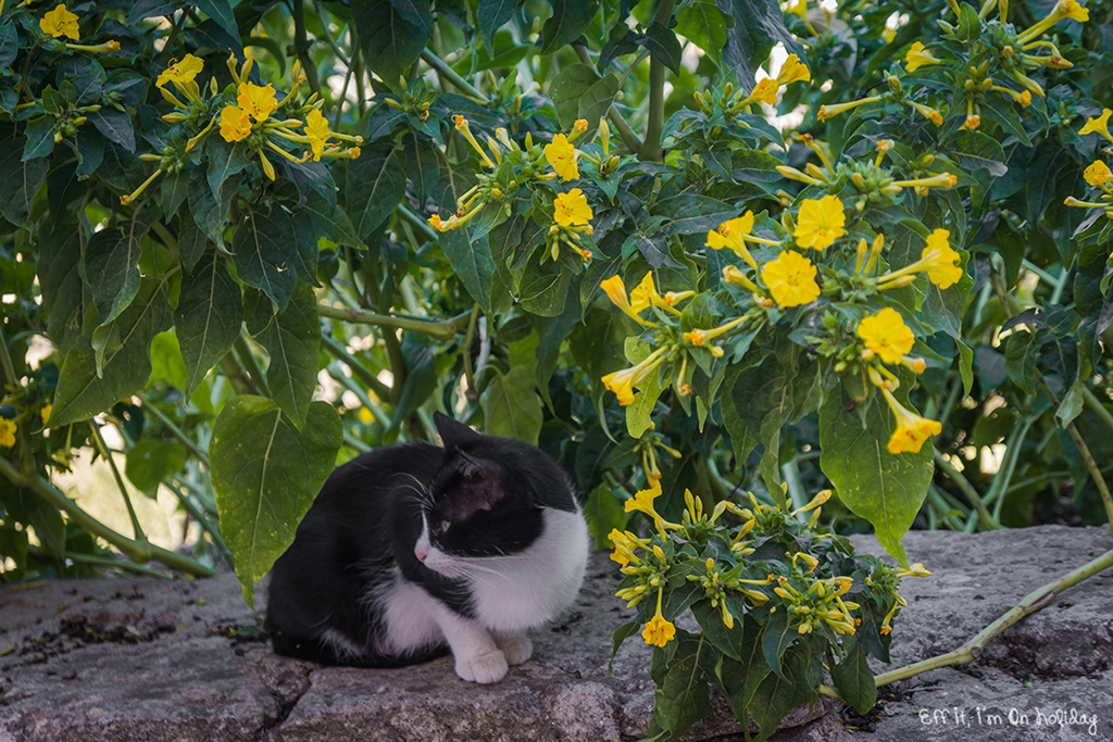 Why you should visit Andalusia: the cats