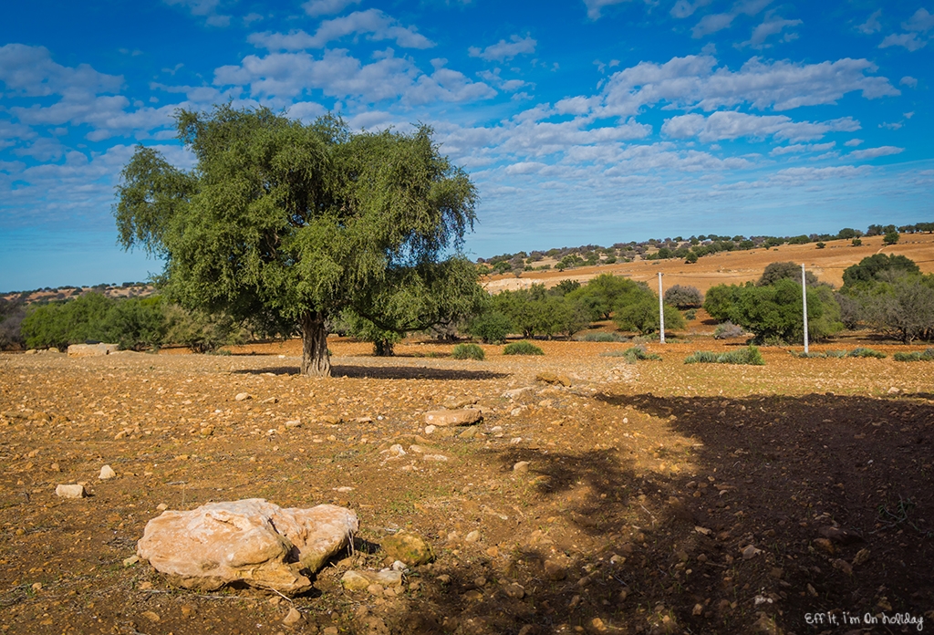 Argan trees, Morocco