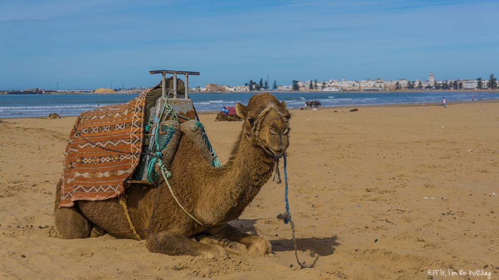 Camel on the beach in Essaouira, Morocco
