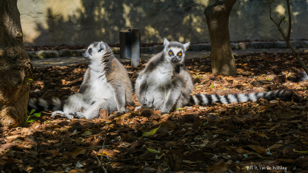 Bioparc Valencia