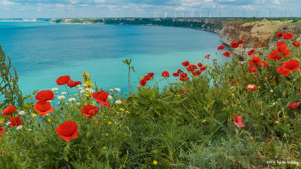 Poppies at Cape Kaliakra, Bulgaria