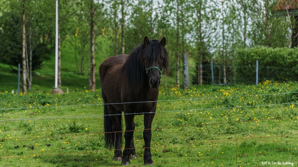 The Golden Circle Tour with BusTravel is the perfect introduction to Iceland