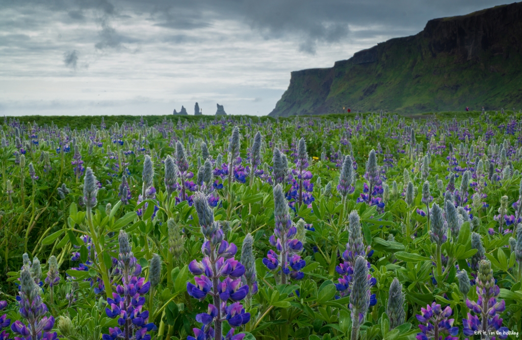 Southern Iceland tour with BusTravel: Vik village