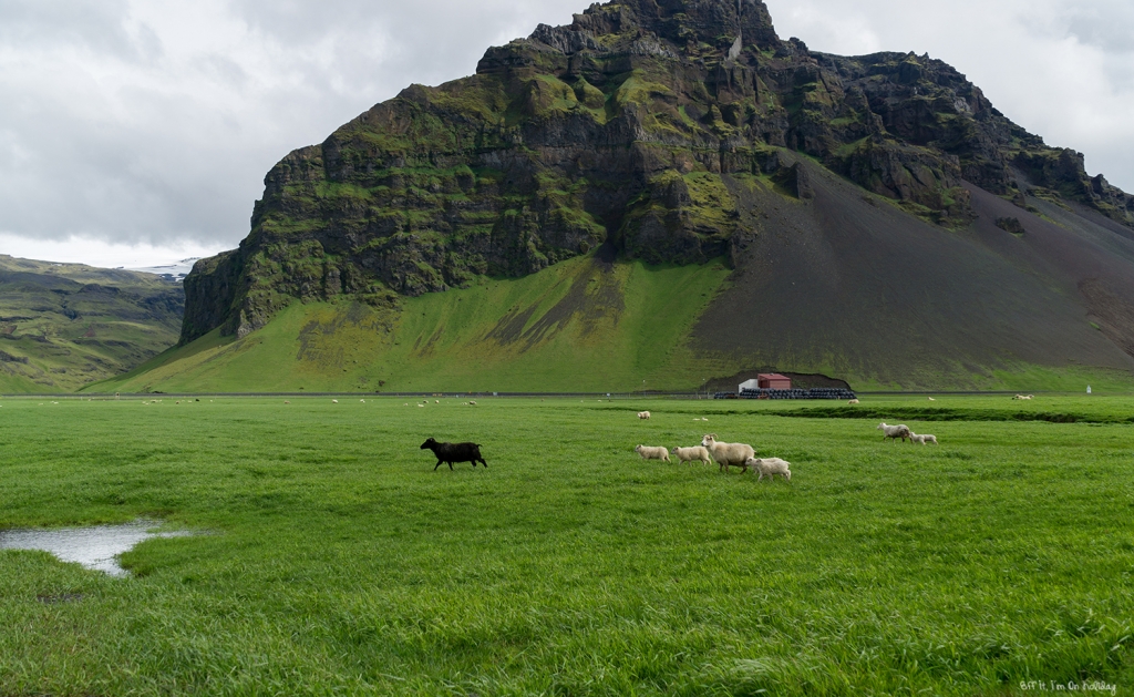 Southern Iceland tour with BusTravel: Holt Farm