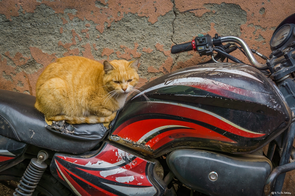 Cat in Marrakesh
