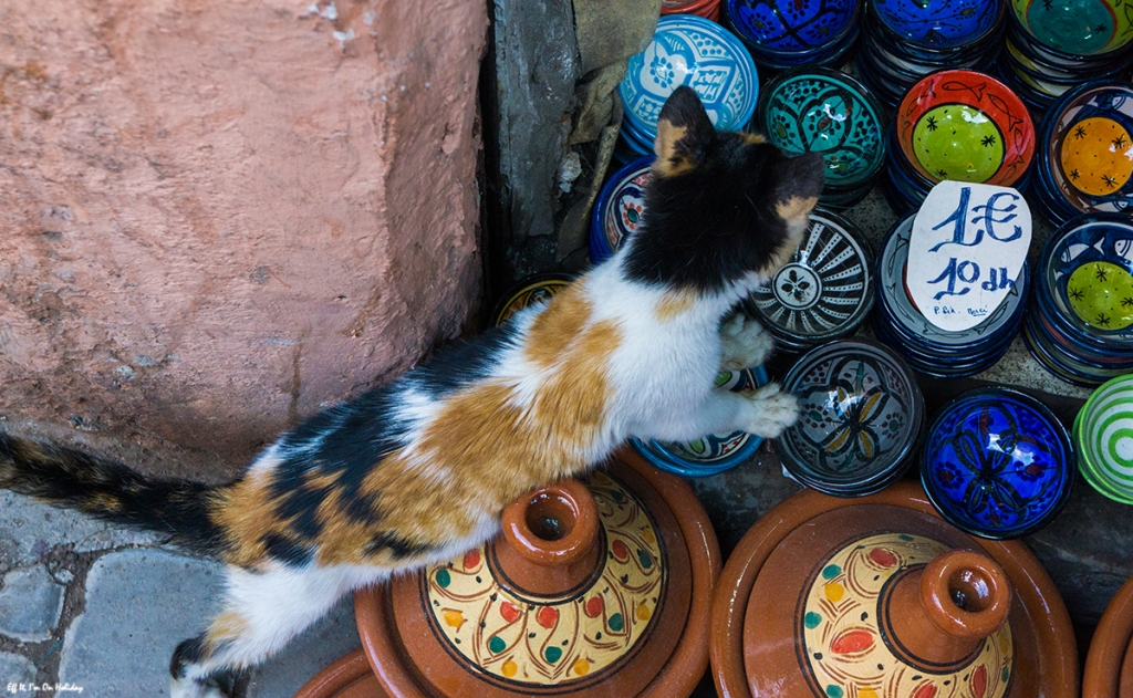Cats in Marrakesh