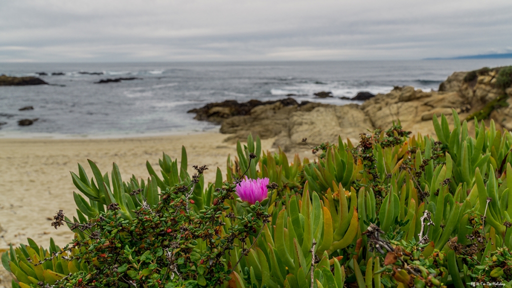 17 Mile Drive California