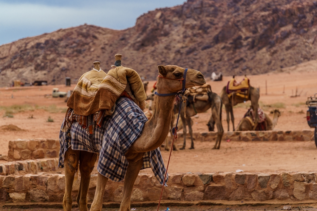 Camels in Wadi Rum Desert, Jordan
