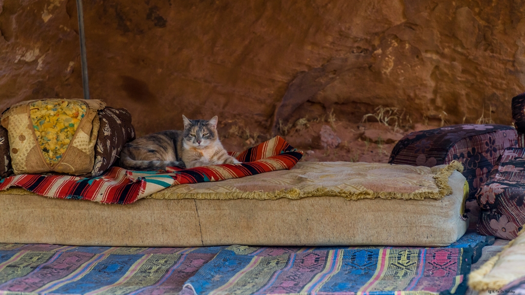 Cats in the Wadi Rum Desert, Jordan