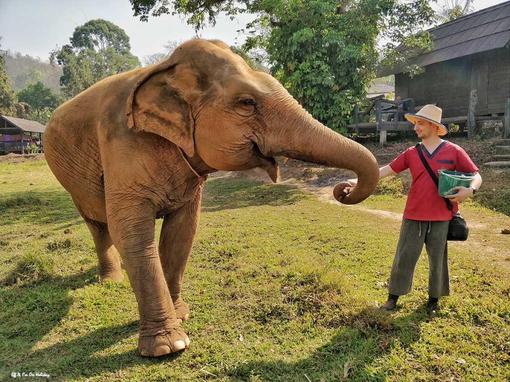 Ran Tong Elephant Sanctuary, Chiang Mai