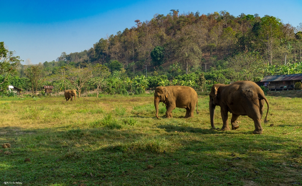 Ran Tong Elephant Sanctuary, Chiang Mai