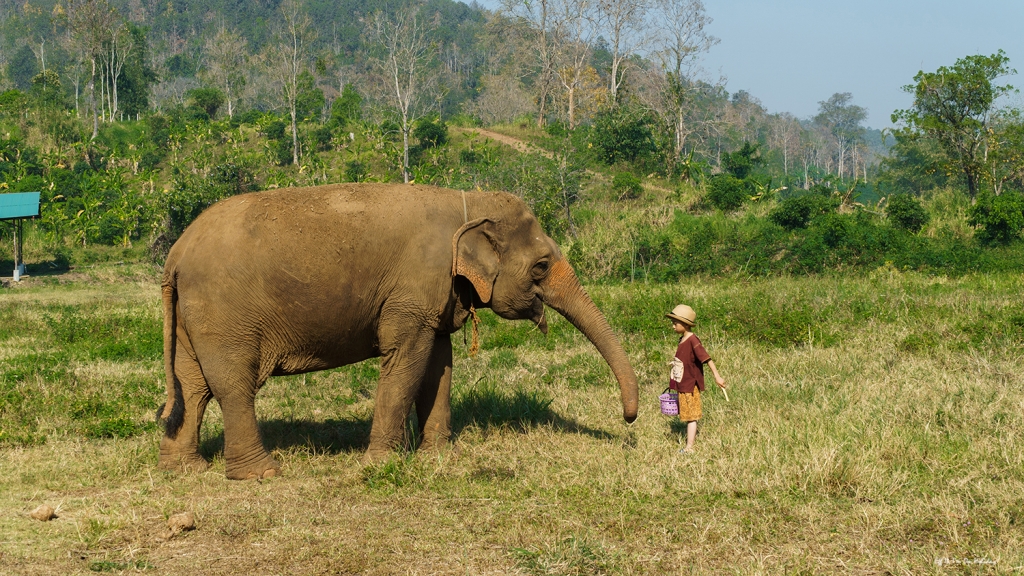 Ran Tong Elephant Sanctuary, Chiang Mai