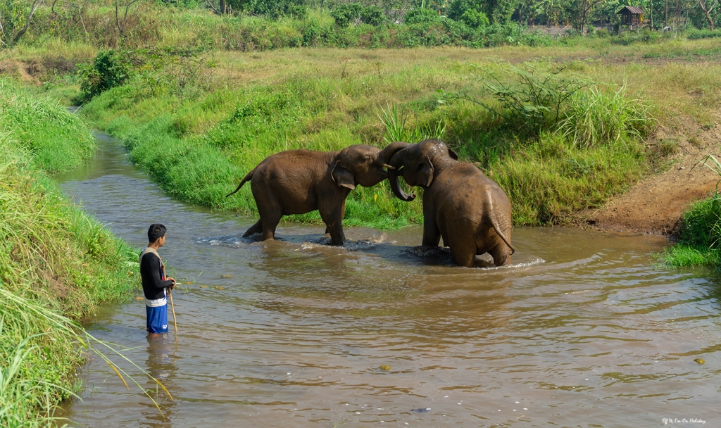 Ran Tong Elephant Sanctuary, Chiang Mai