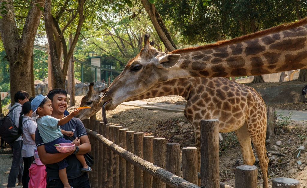 Giraffe at the Chiang Mai Zoo