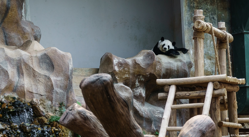 Panda in Chiang Mai Zoo