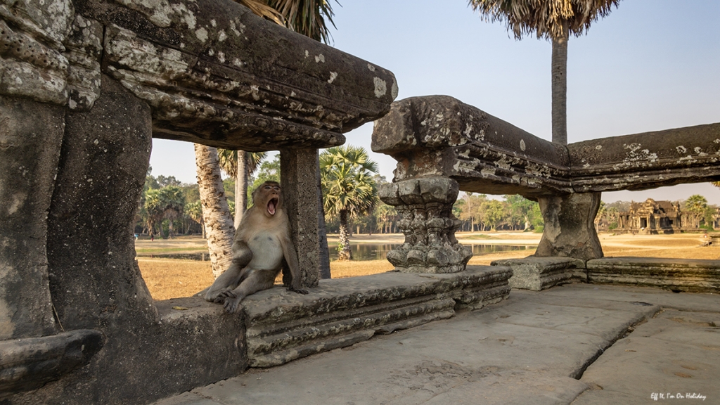 Monkey at Angkor Wat, Cambodia