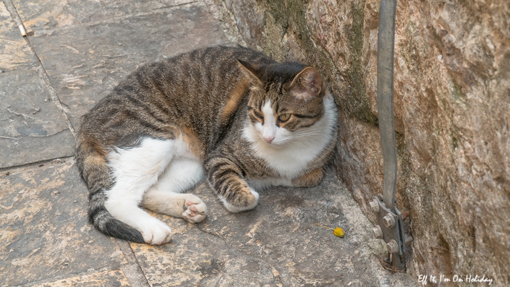 Cat of Kotor