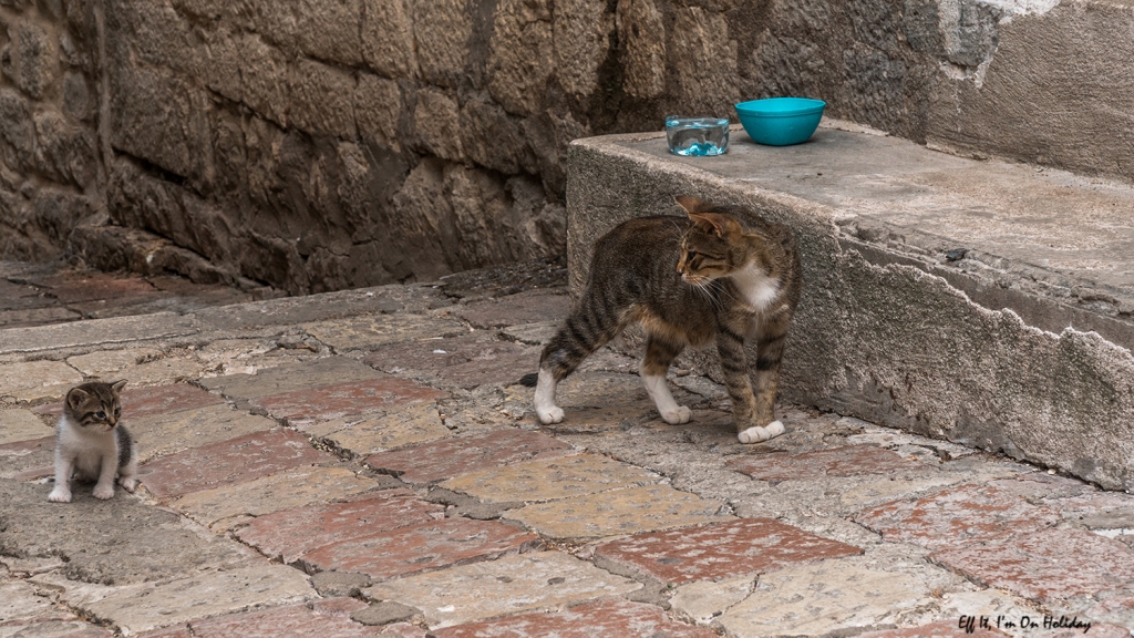 Cats of Kotor