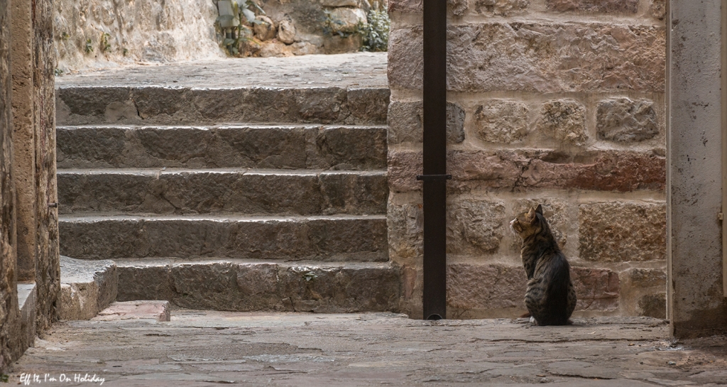 Cat of Kotor
