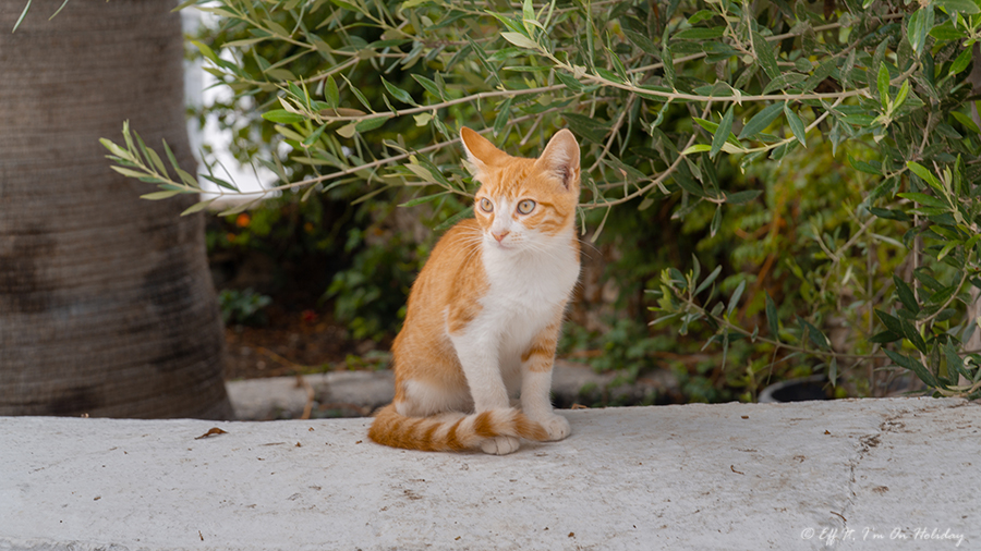 Cat in Paros