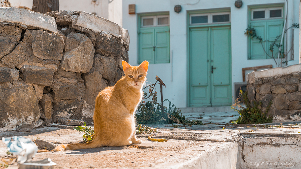 Cat in Mykonos Chora