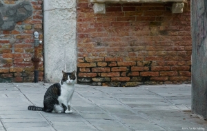 Cats in Venice