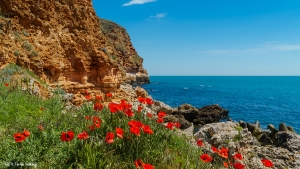 Poppies and the Black Sea in Bulgaria