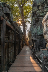 Ta Prohm temple, Cambodia