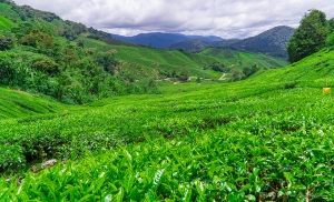 Cameron Highlands Malaysia