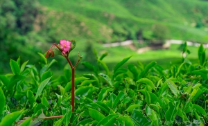 Cameron Highlands Malaysia